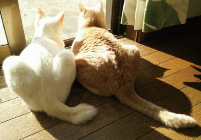 猫2匹の場合