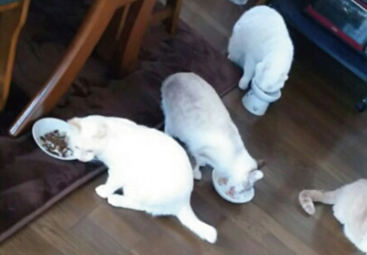猫3匹の場合